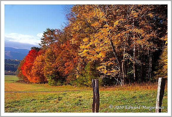 450680   Early morning in Cades Cove